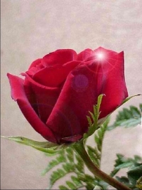 Te llegar&aacute; una rosa cada d&iacute;a